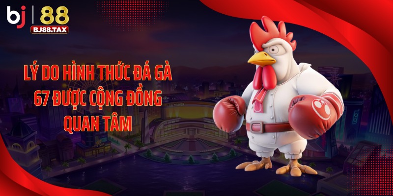 Lý do hình thức đá gà 67 được cộng đồng quan tâm