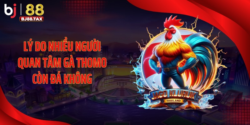 Lý do nhiều người quan tâm gà Thomo còn đá không