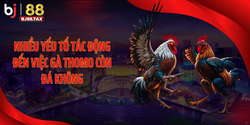 Nhiều yếu tố tác động đến việc gà Thomo còn đá không